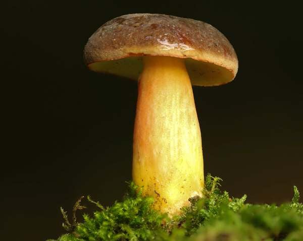 Matt Bolete