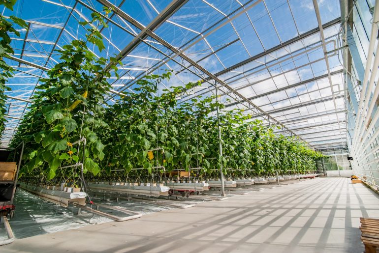 Maximising Plant Growth: The Science Behind Greenhouse Design
