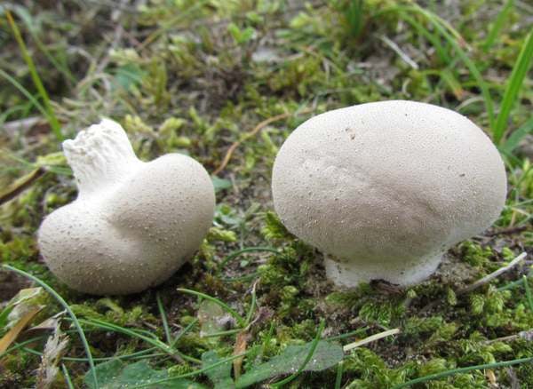 Meadow Puffball