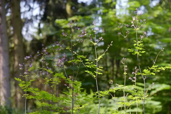 Meadow Rue Care