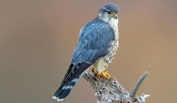 12 Different British Birds of Prey (Common & Rare) - TheArches