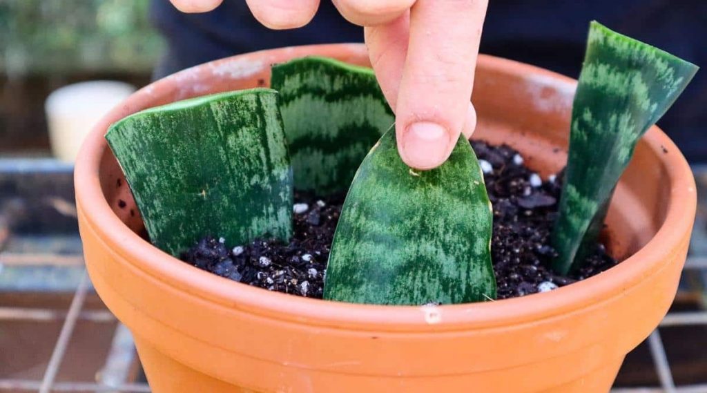 Dracaena Trifasciata 'Snake Plant' Care Guide The Arches