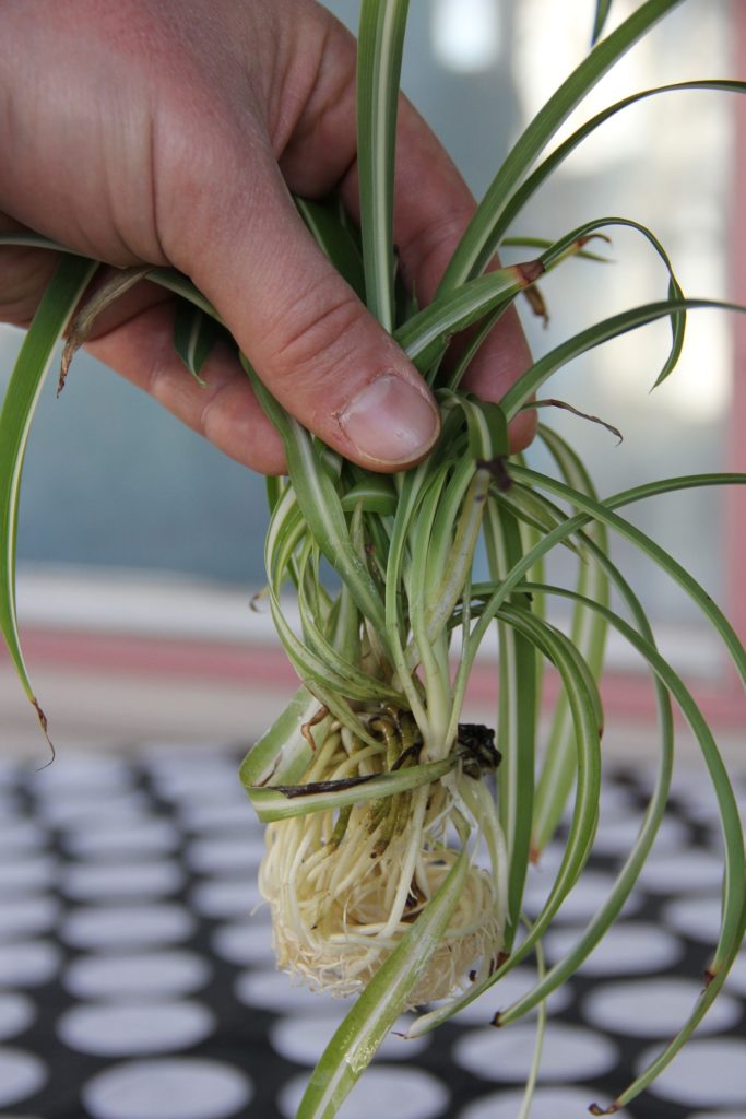 Methods of Spider Plant Care in the UK