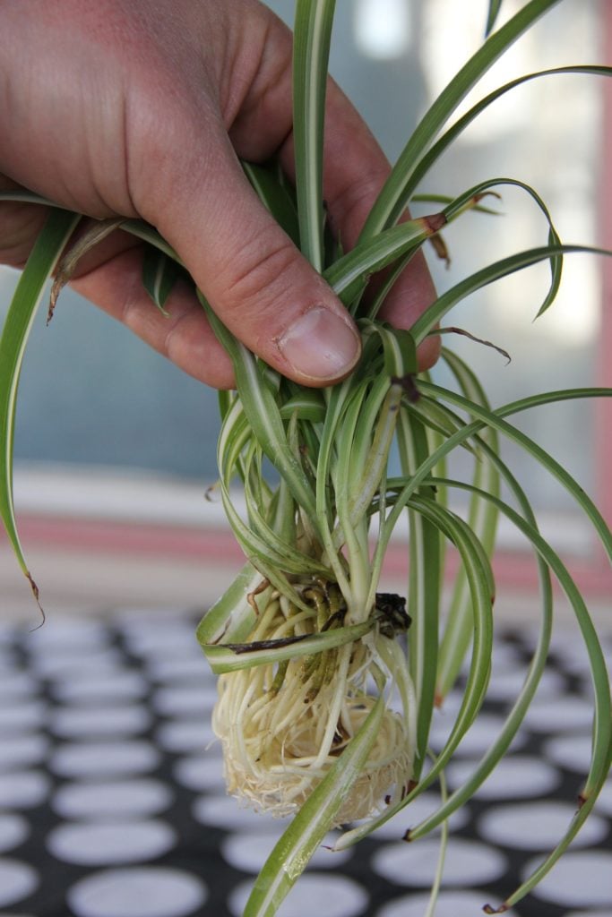 Methods of Spider Plant Care in the UK