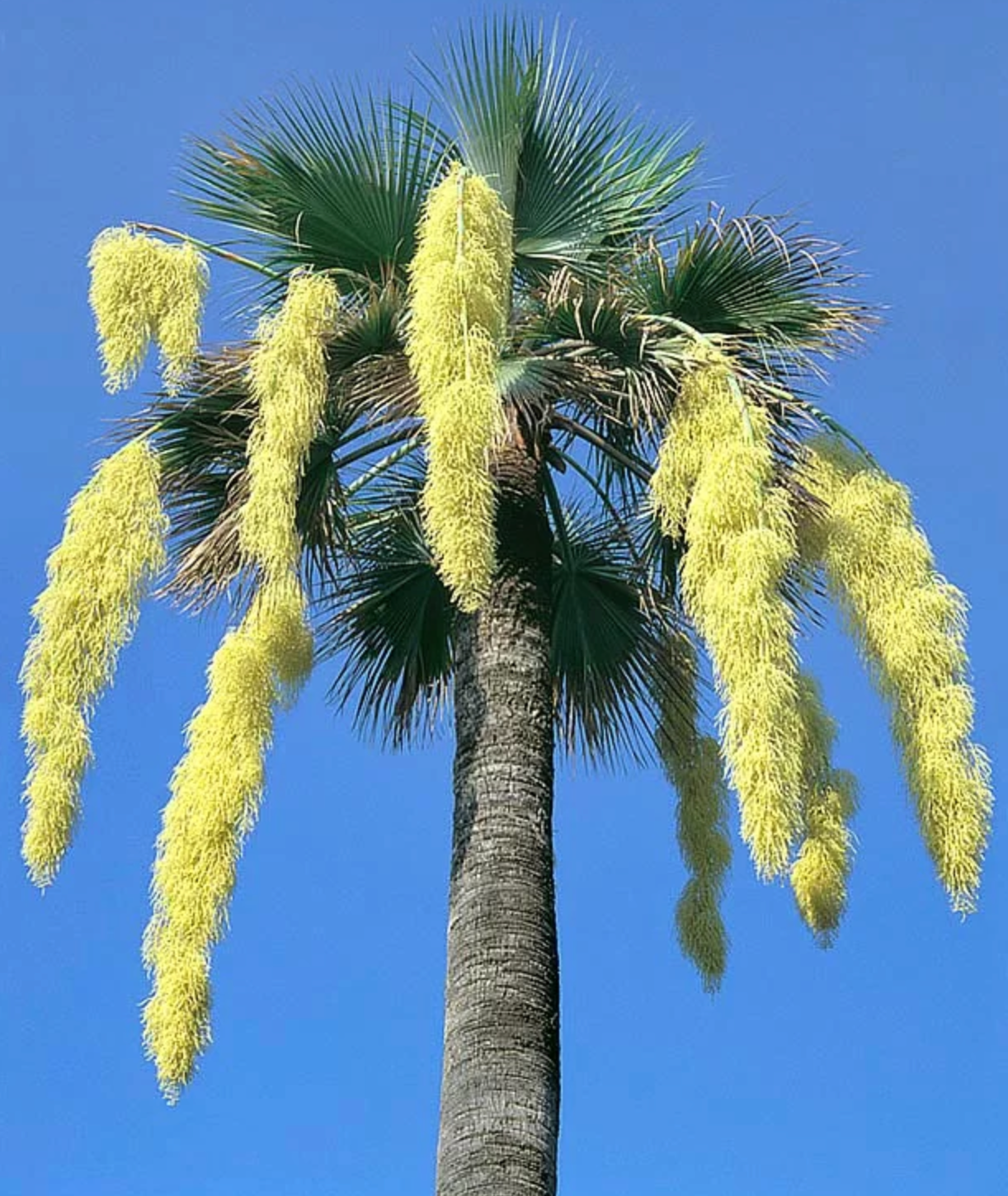 Mexican Blue Palm (Brahea Armata) 