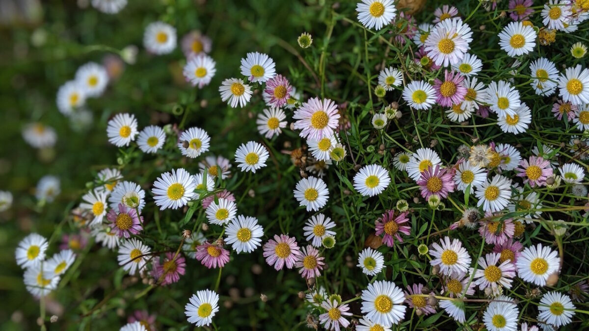 Mexican Fleabane