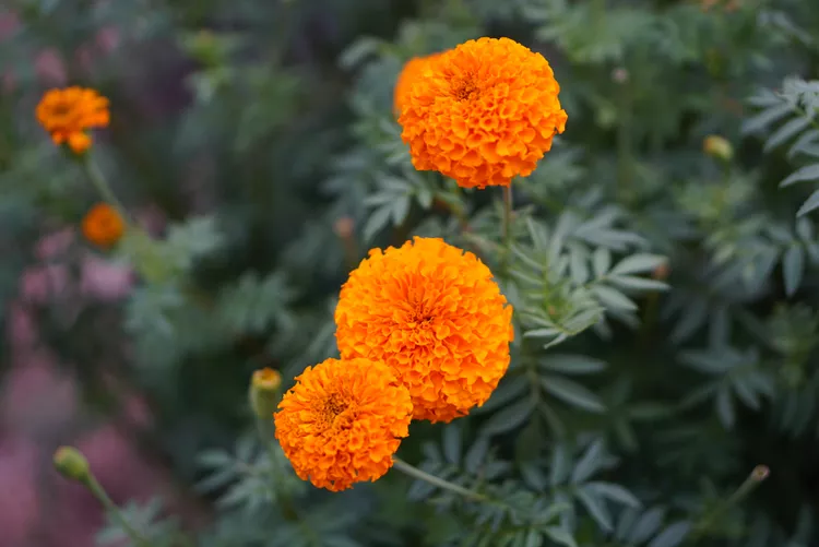 Mexican Marigold