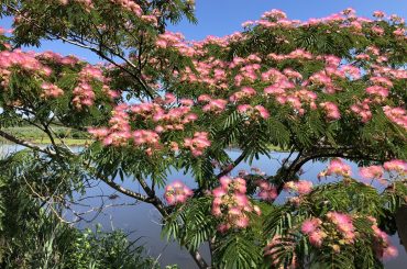 Mimosa Tree - Pros & Cons For Growing
