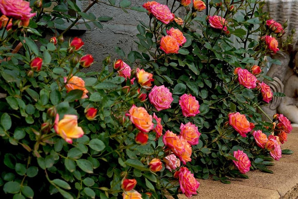 Miniature Teacup Roses