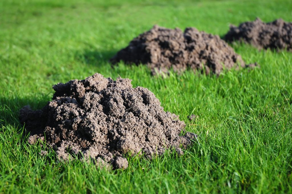 Molehills