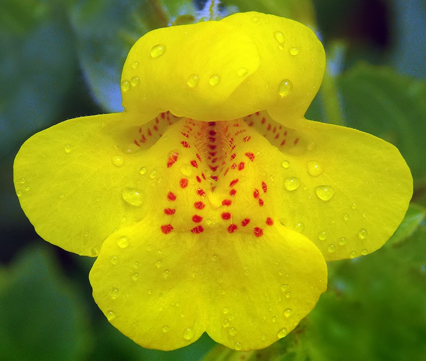 Monkeyflower