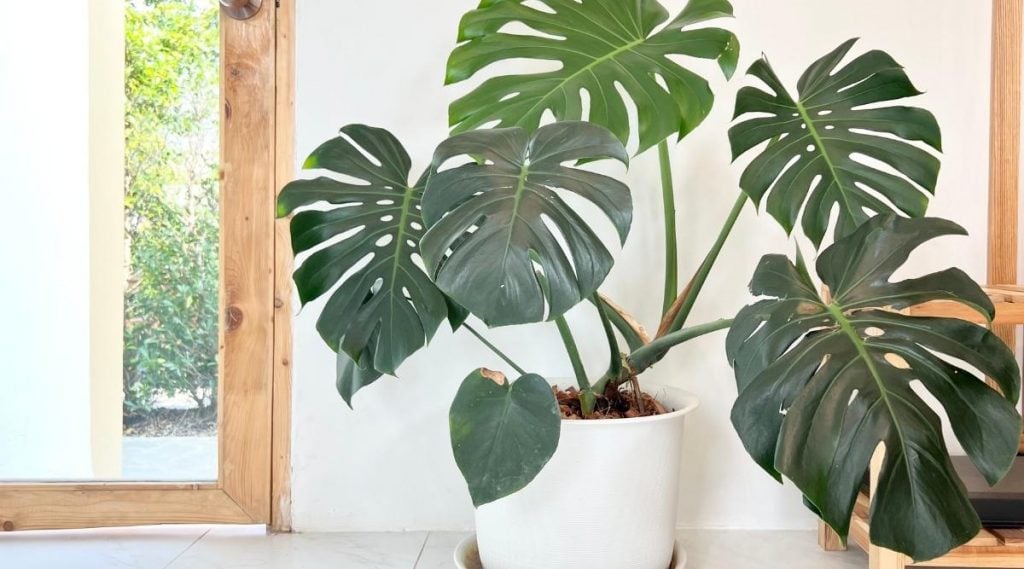 Monstera