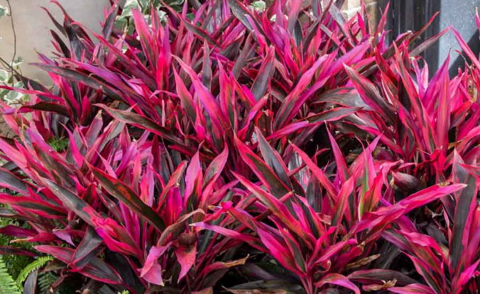 Most Common Problems of Red Cordyline