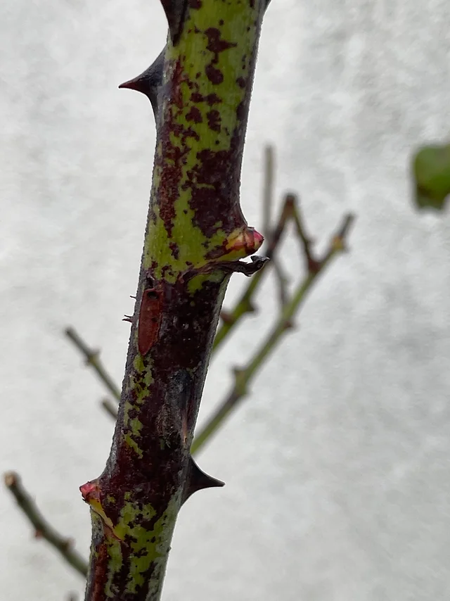 Most Probable Reason Why Rose Stems Turn Black
