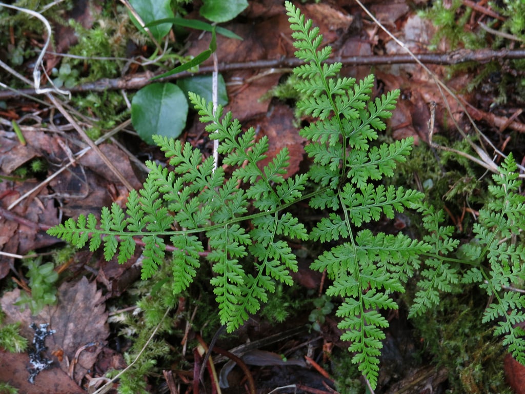 Mountain Bladder Fern