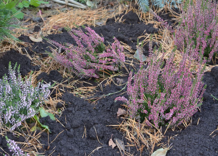 Mulch the soil