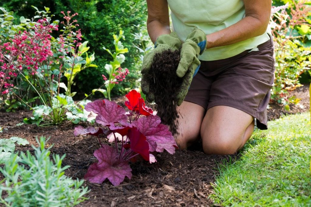 Mulching Judas Plants