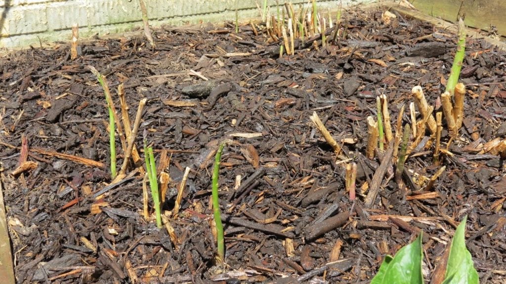 Mulching Technique