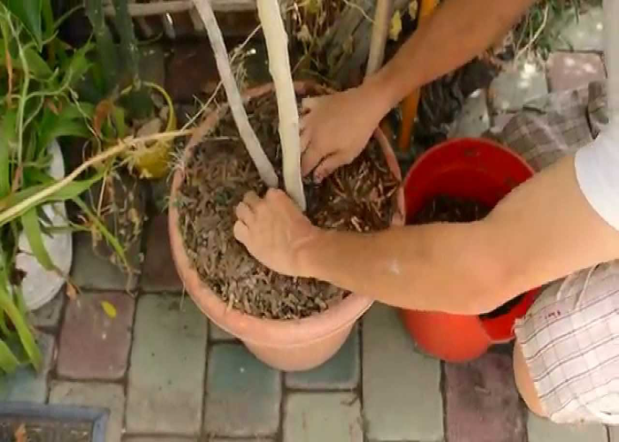 Mulching and Watering