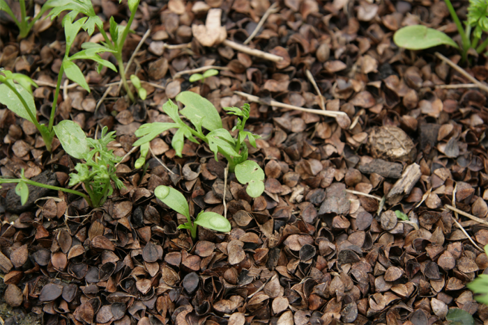 Mulching for Nigella Plants