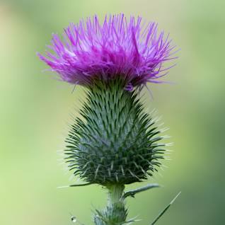 Musk thistle 