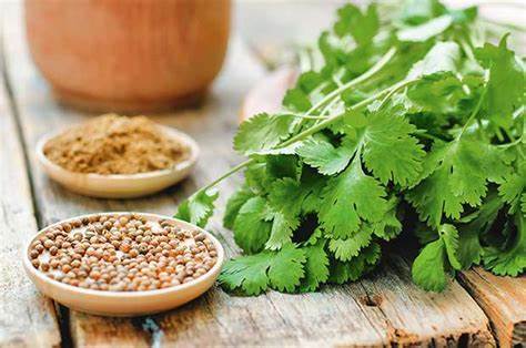 Must Try Coriander Varieties