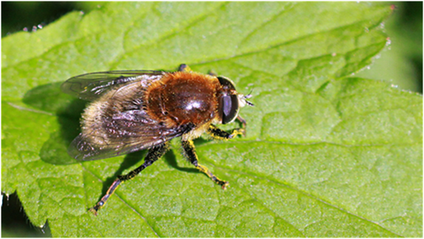 Narcissus Fly