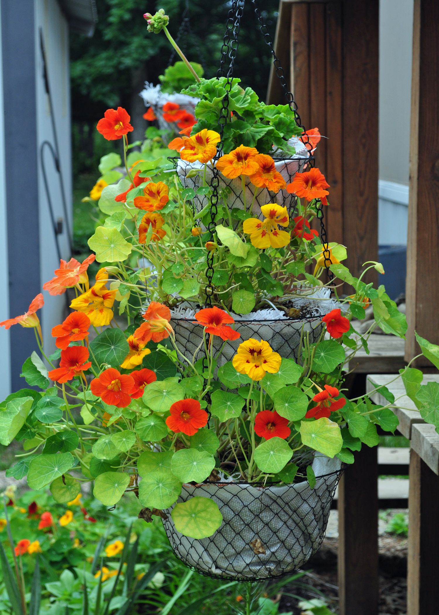 Nasturtiums