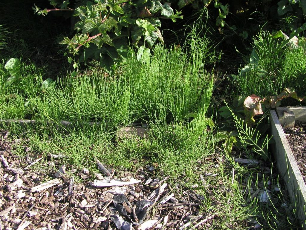 Natural Methods to Control Horsetail