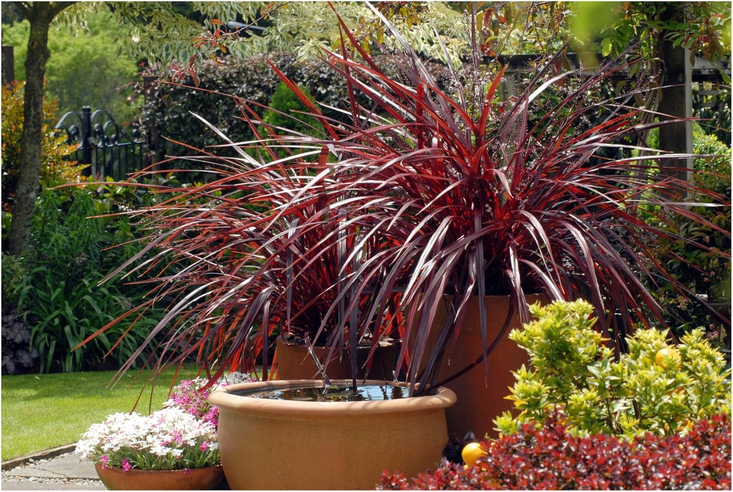 Need for Repotting Cordyline Plants