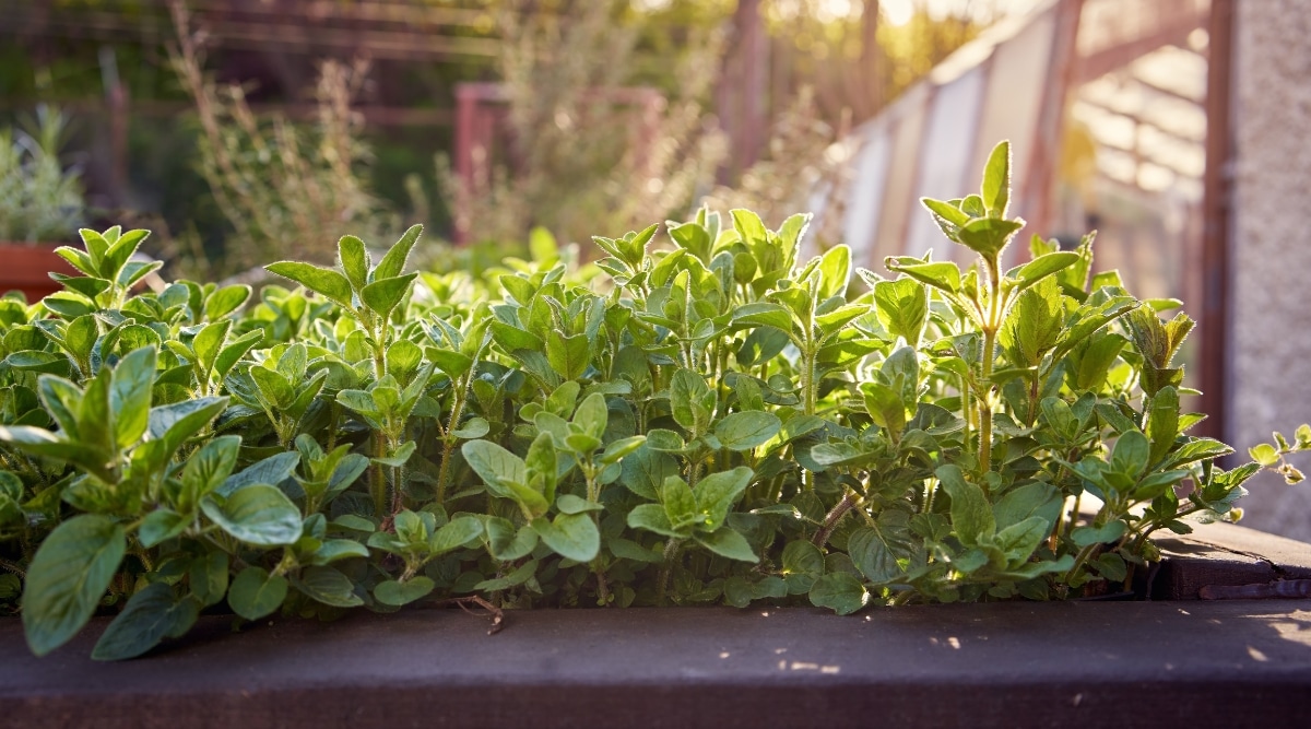 9 Tips to Grow and Care Oregano Plant Effectively for Beginners TheArches