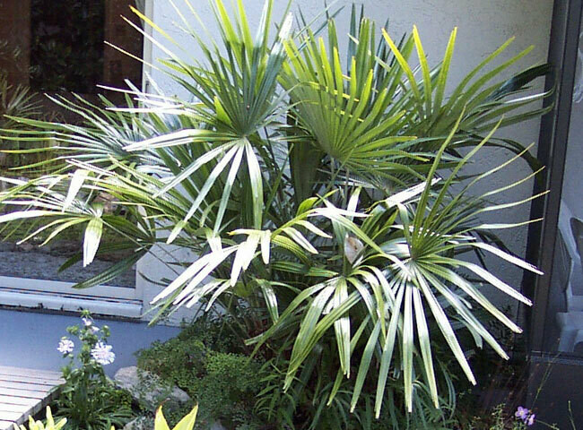 Needle Palm (Rhapidophyllum hystrix)