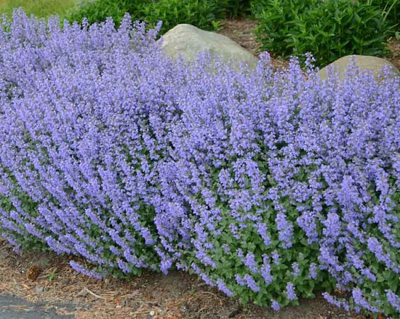 Nepeta Faassenni