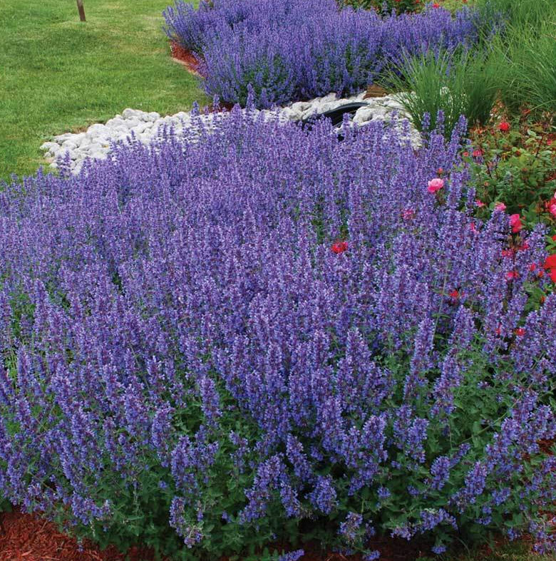 Nepeta Racemosa