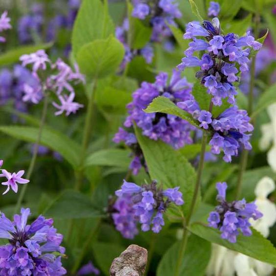 Nepeta Subsesilis