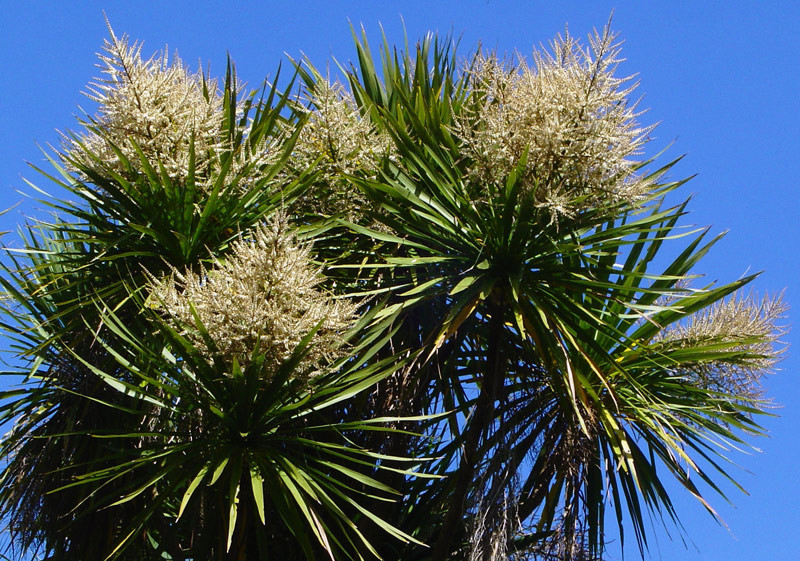 New Zealand Cabbage Palm