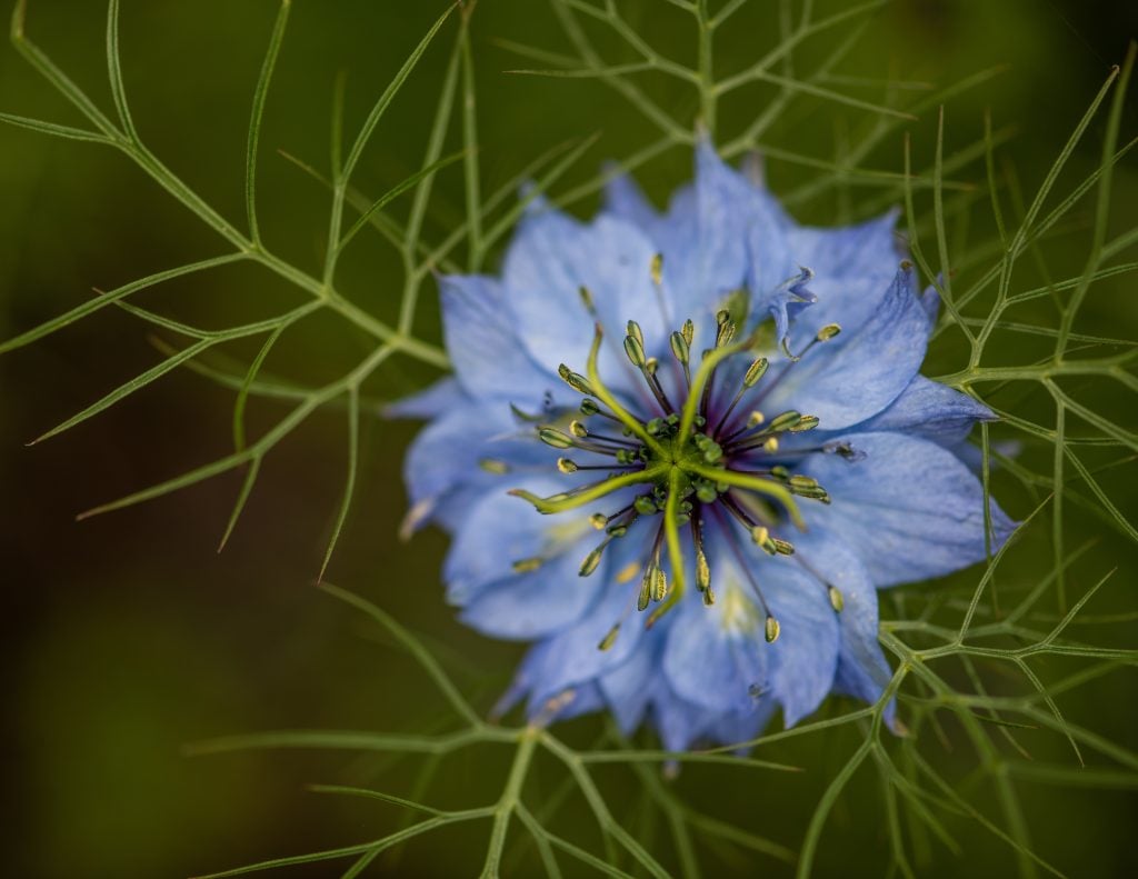 Nigella 'Love-In-A-Mist' Care & Growing Tips
