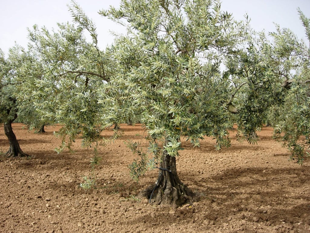 Nocellara Del Belice (Olea europea ‘Nocellara Del Belice’)