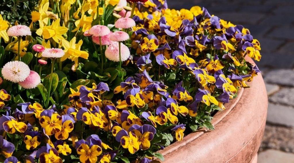 Number of Pansies in a Pot