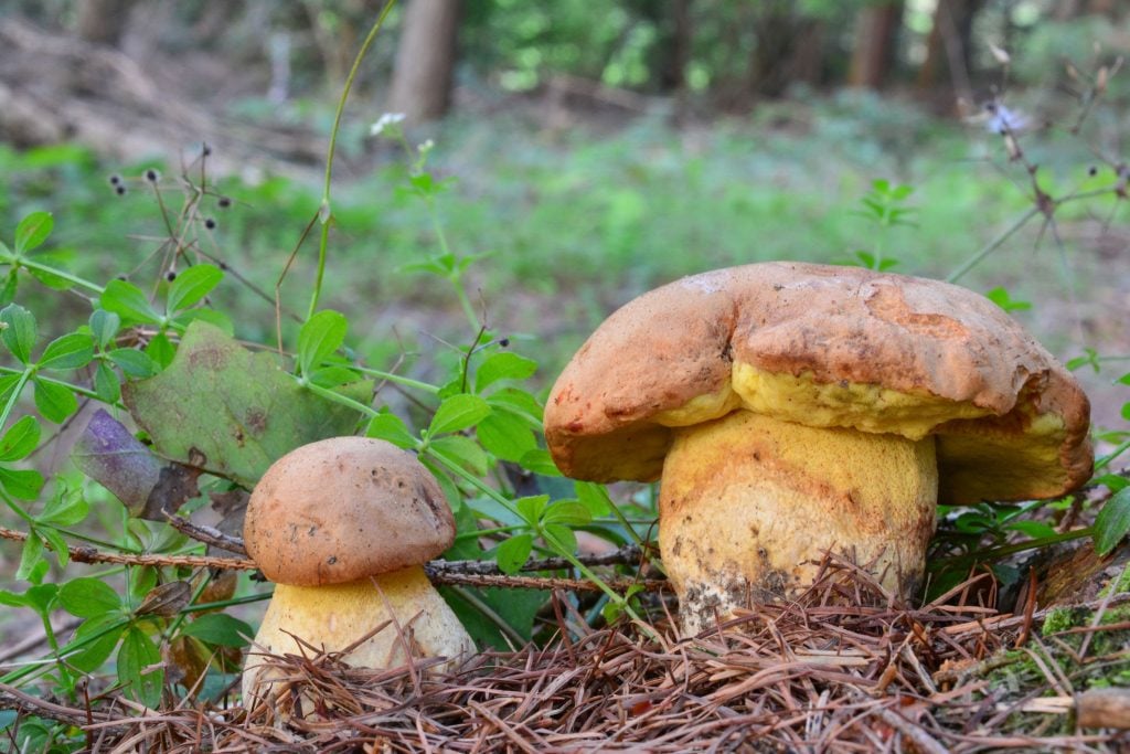 Oak Bolete