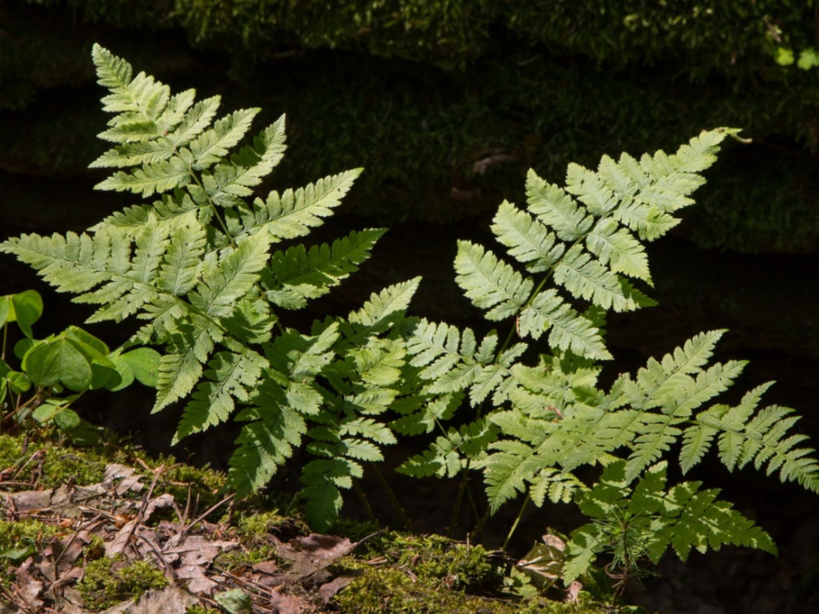 Oak Fern