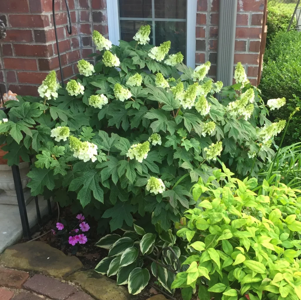 Oakleaf Hydrangea