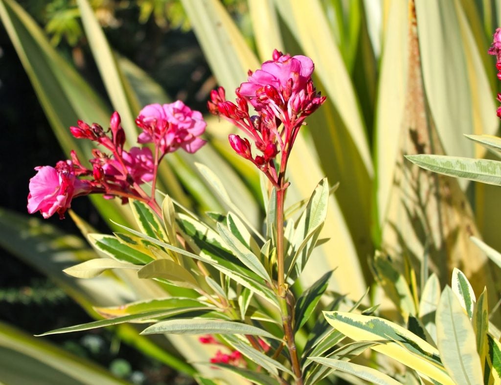 Oleander