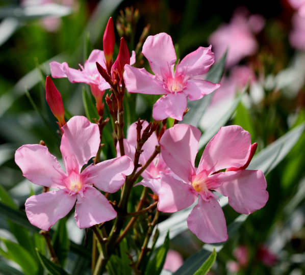 Oleander.