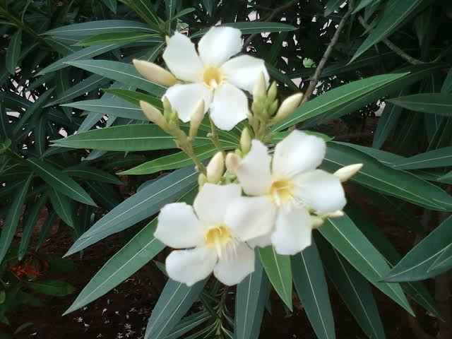 Oleander