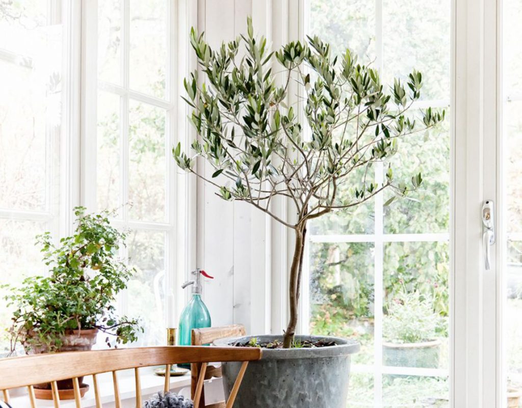 Olive Tree