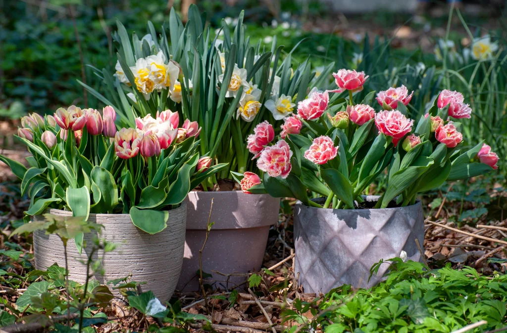 Ongoing Tulip Care