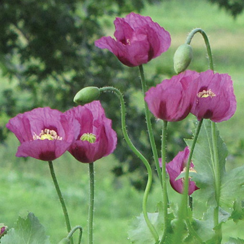 Opium Poppy or Breadseed Poppy