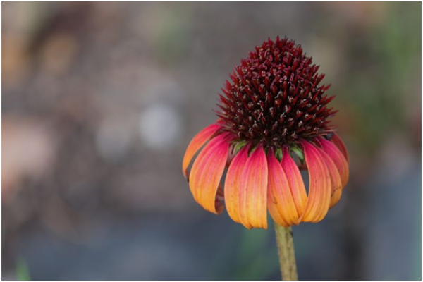 Orange Coneflower (1)