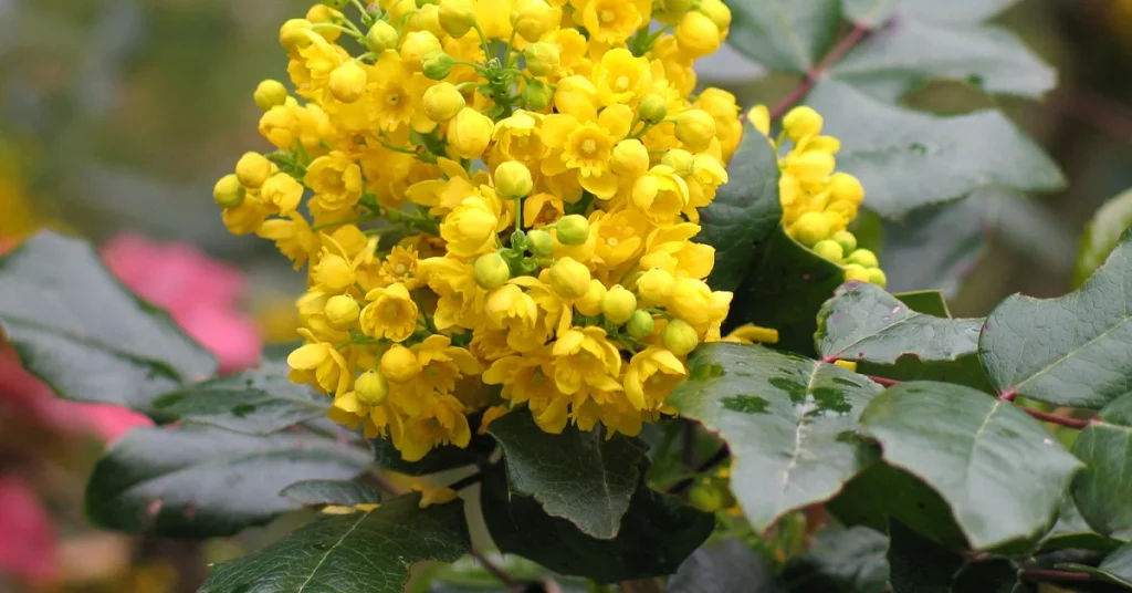 Oregon Grape